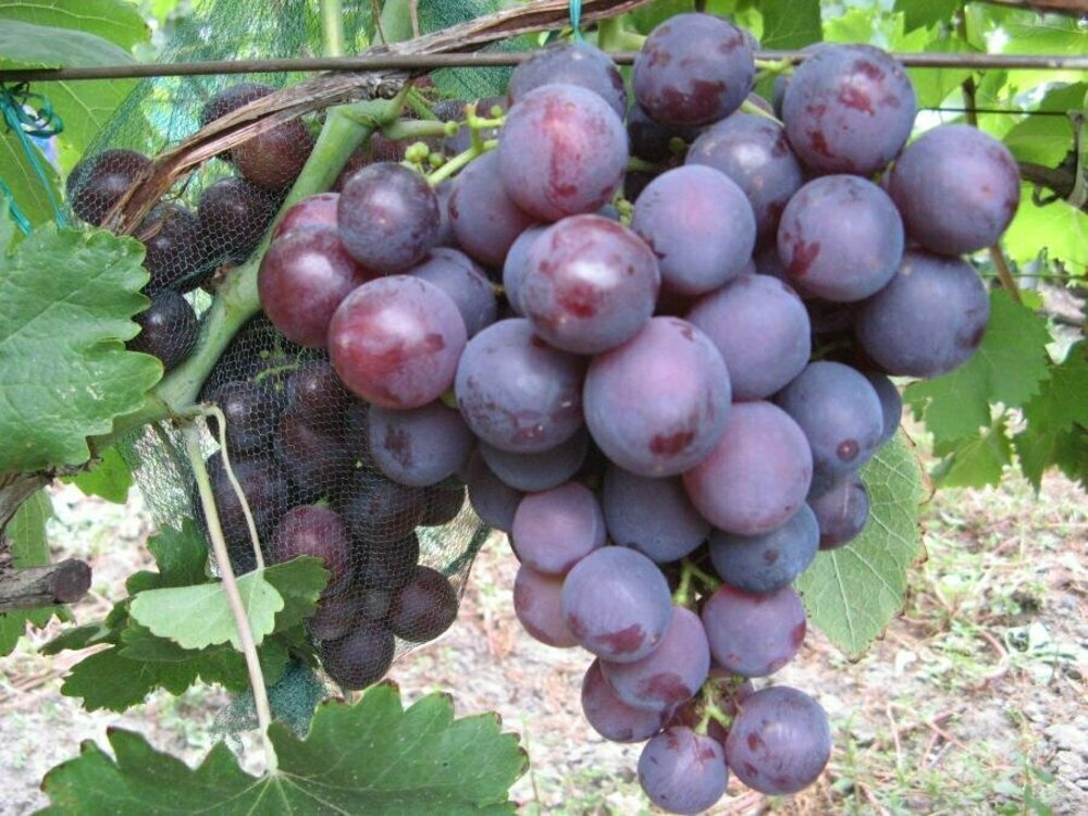 Виноград Рошфор К (Vitis 'Roshfor K')