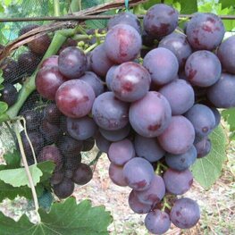 Виноград Рошфор К (Vitis 'Roshfor K')