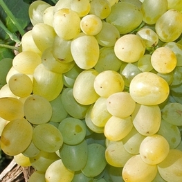 Виноград Цитрин (Vitis 'Citrin')