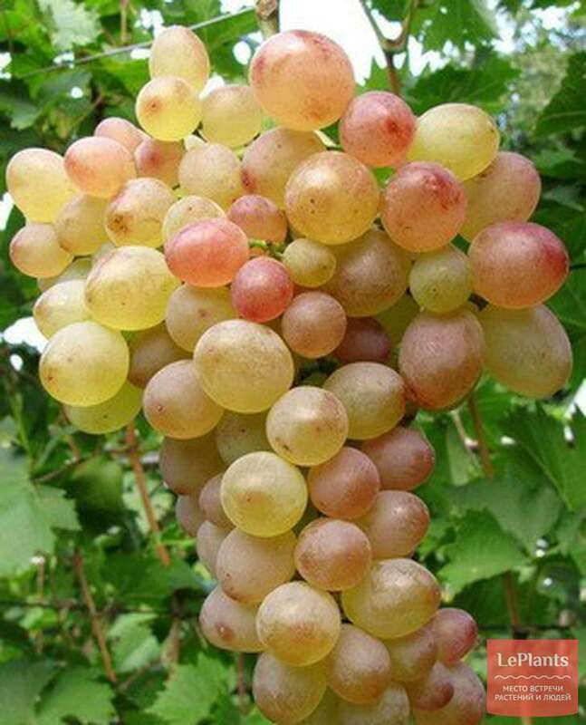 Виноград Виорика (Vitis 'Viorika')