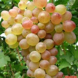 Виноград Виорика (Vitis 'Viorika')