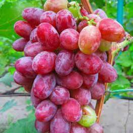 Виноград Гелиос (Vitis 'Gelios')