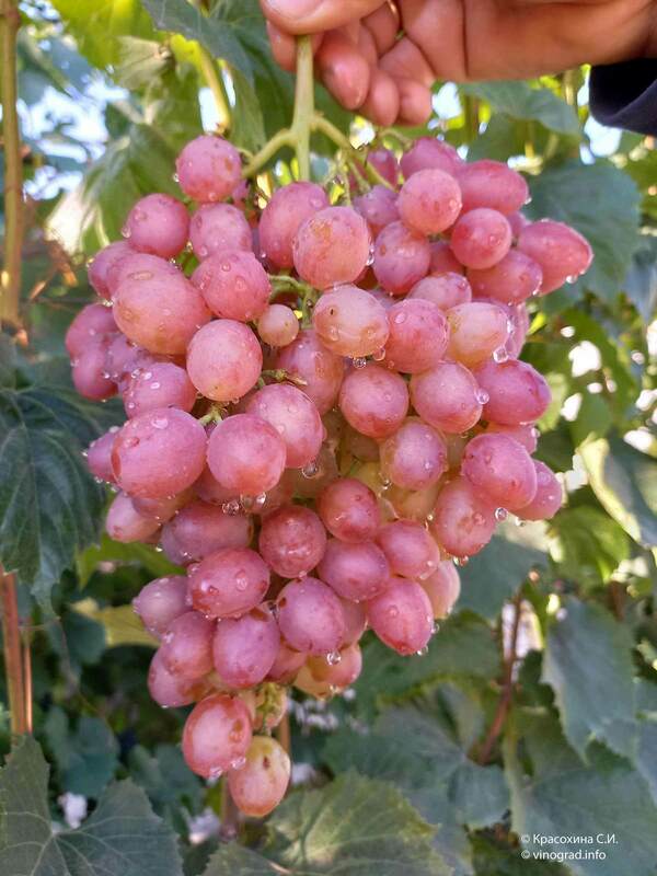Виноград Кишмиш Лучистый (Vitis 'Kishmish Luchistyy')