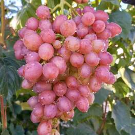 Виноград Кишмиш Лучистый (Vitis 'Kishmish Luchistyy')