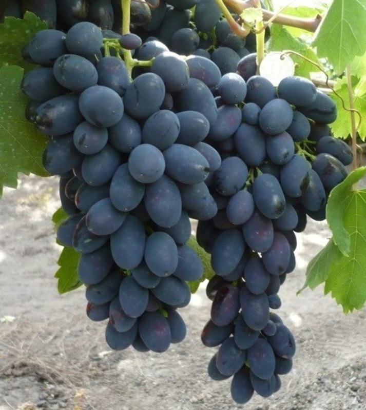 Виноград Кодрянка (Vitis 'Kodryanka')