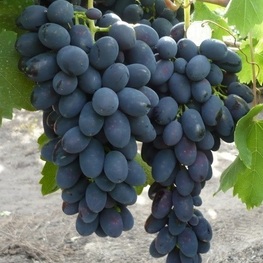 Виноград Кодрянка (Vitis 'Kodryanka')