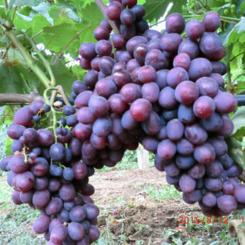 Виноград Памяти учителя (Vitis 'Pamyati uchitelya')
