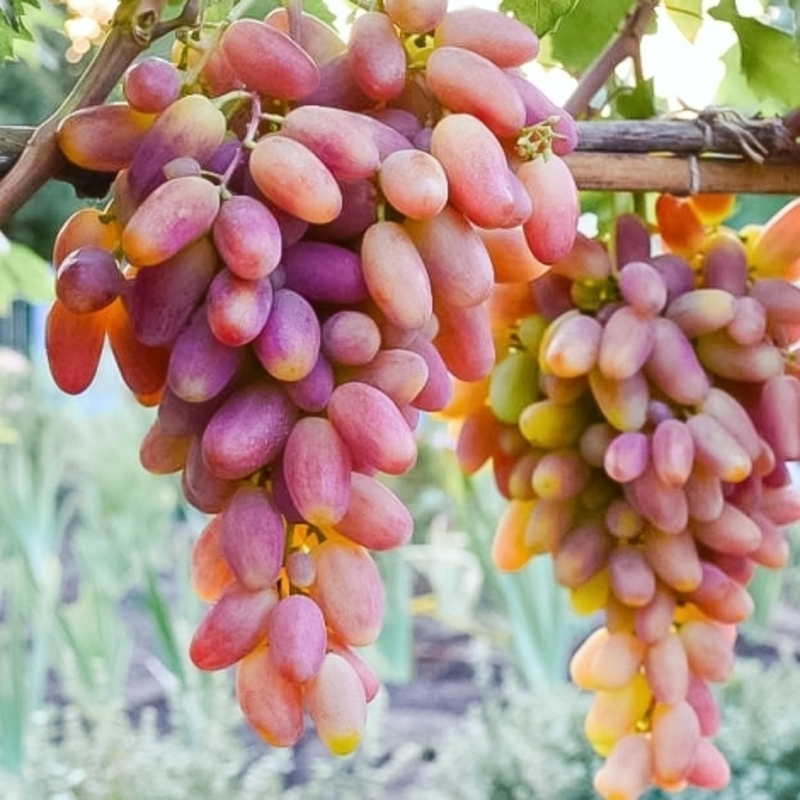 Виноград Преображение (Vitis 'Preobrazhenie')