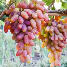 Виноград Преображение (Vitis 'Preobrazhenie')