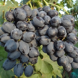 Виноград Руслан (Vitis 'Ruslan')