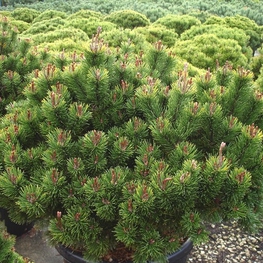 Сосна горная Лаурин (Pinus mugo 'Laurin')