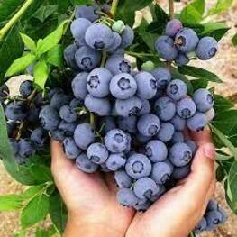 Голубика высокая Дюк (Vaccinium corymbosum 'Duke')