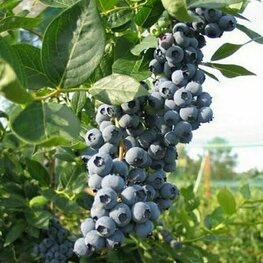Голубика высокая Либерти (Vaccinium corymbosum 'Liberty')