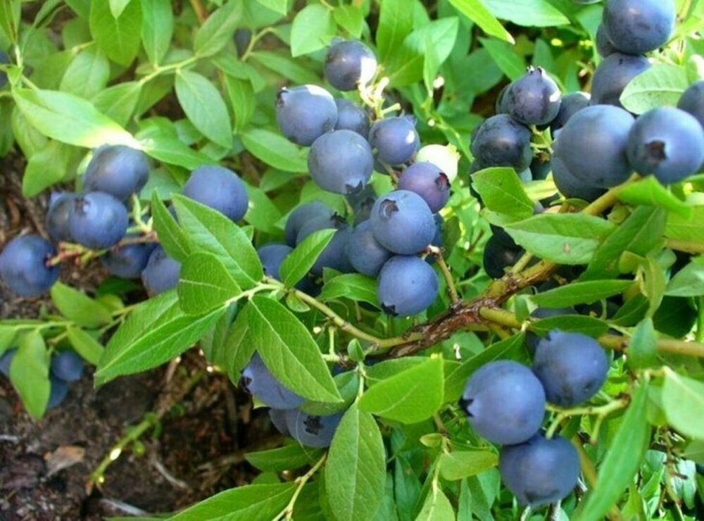 Голубика узколистная Лакомка (Vaccinium angustifolium 'Lakomka')
