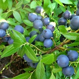 Голубика узколистная Лакомка (Vaccinium angustifolium 'Lakomka')