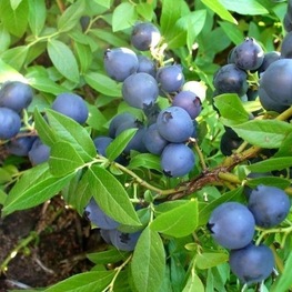 Голубика узколистная Нерль (Vaccinium angustifolium 'Nerl')