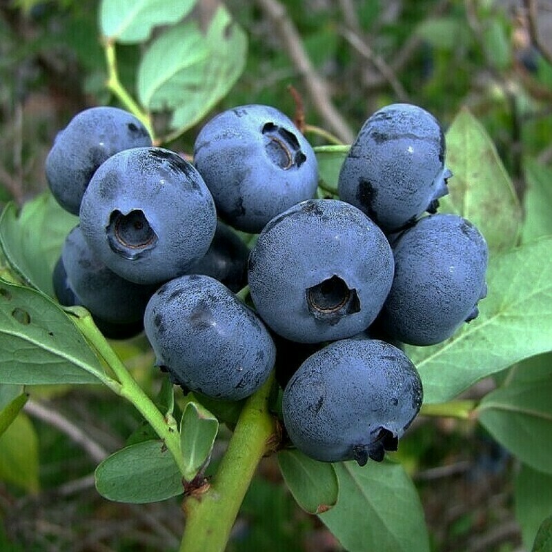 Голубика узколистная Нея (Vaccinium angustifolium 'Neya')