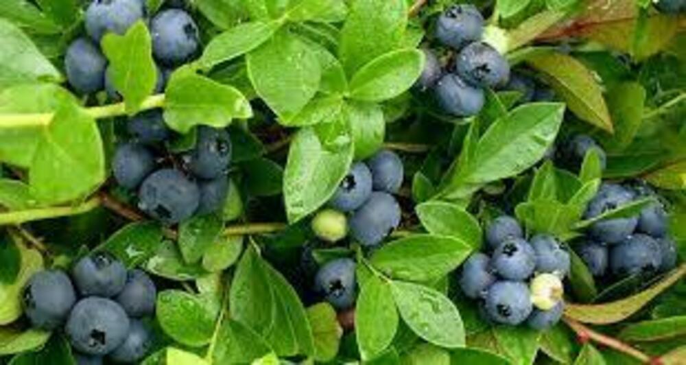 Голубика узколистная Поморочка (Vaccinium angustifolium 'Pomorochka')