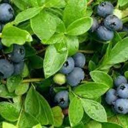 Голубика узколистная Поморочка (Vaccinium angustifolium 'Pomorochka')