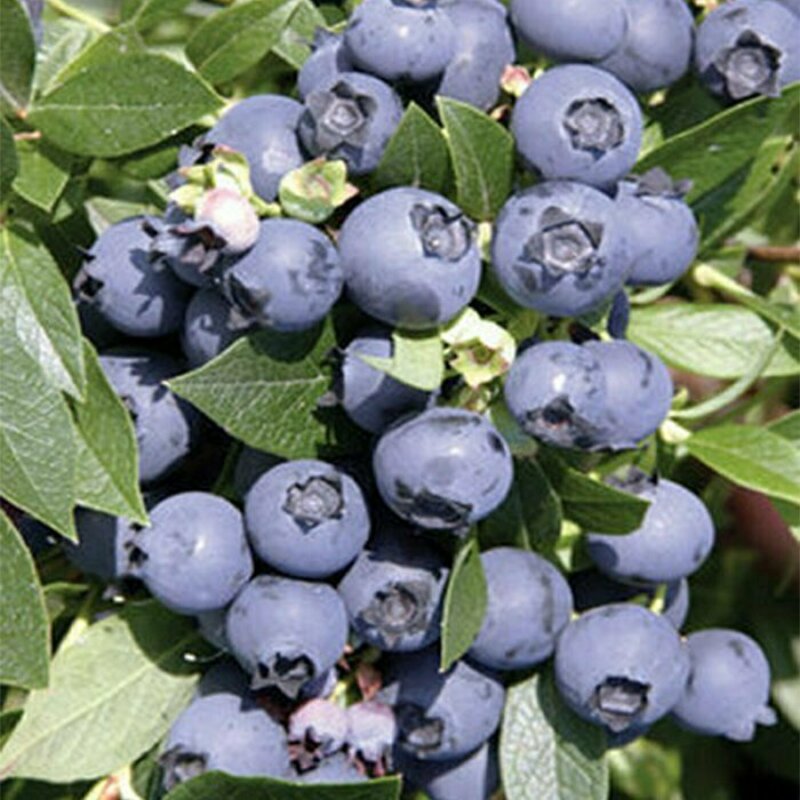 Голубика топяная Дивная (Vaccinium uliginosum 'Divnaya')