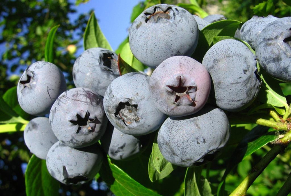 Голубика топяная Изящная (Vaccinium uliginosum 'Izyashchnaya')
