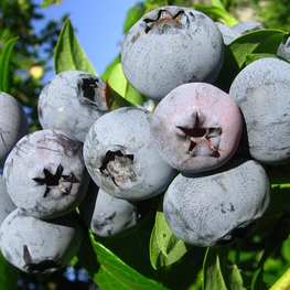 Голубика топяная Изящная (Vaccinium uliginosum 'Izyashchnaya')