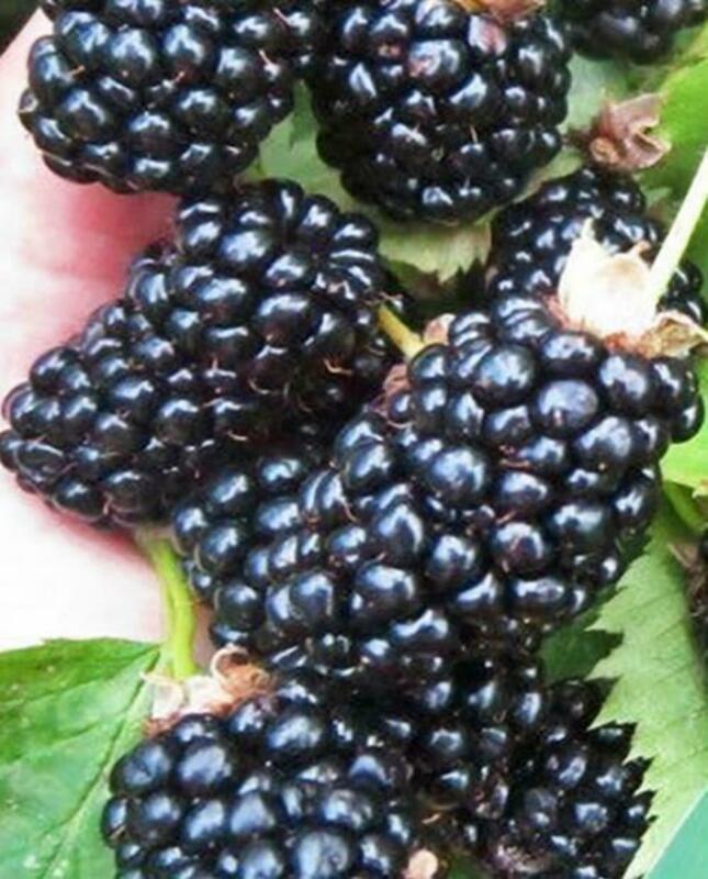 Ежевика Агатовая (Rubus fruticosus 'Agatovaya')