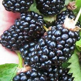 Ежевика Агатовая (Rubus fruticosus 'Agatovaya')