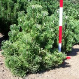 Сосна Тунберга Майдзима (Pinus thunbergii 'Maijima')