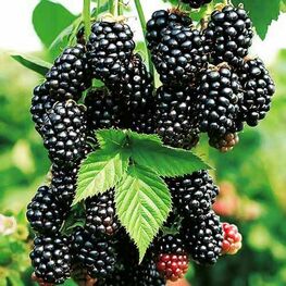 Ежевика Миднайт (Rubus fruticosus 'Midnight')