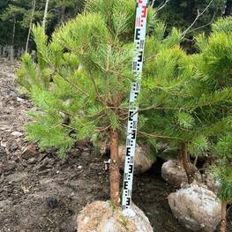 Сосна обыкновенная (Pinus sylvestris) формированная