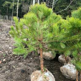Сосна обыкновенная (Pinus sylvestris) формированная
