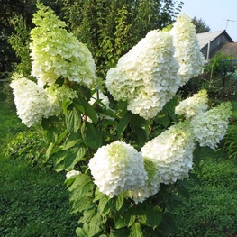 Гортензия метельчатая Геркулес (Hydrangea paniculata 'Hercules')