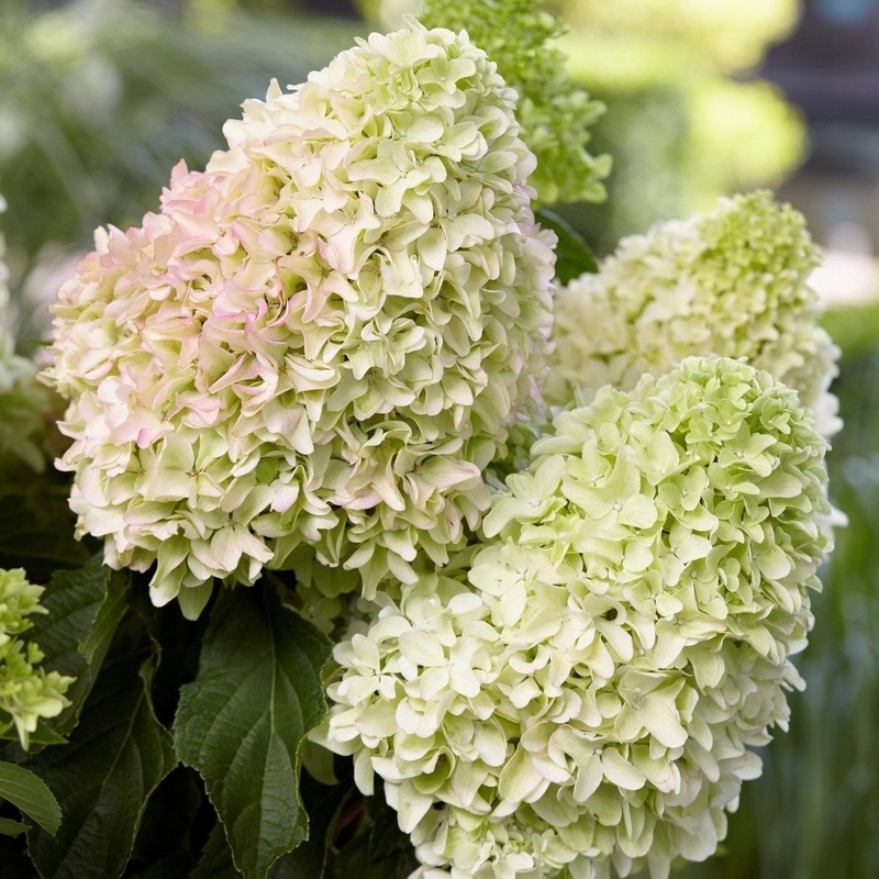 Гортензия метельчатая Гарденлайтс Вайтлайт (Hydrangea paniculata 'Gardenlights Whitelight')