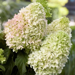 Гортензия метельчатая Гарденлайтс Вайтлайт (Hydrangea paniculata 'Gardenlights Whitelight')