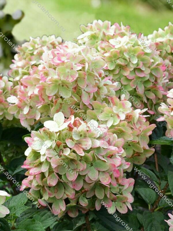 Гортензия метельчатая Гарденлайтс Пинклайт (Hydrangea paniculata 'Gardenlights Pinklight')