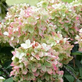 Гортензия метельчатая Гарденлайтс Пинклайт (Hydrangea paniculata 'Gardenlights Pinklight')