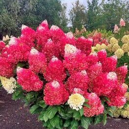 Гортензия метельчатая Индиан Саммер (Hydrangea paniculata 'Indian Summer')