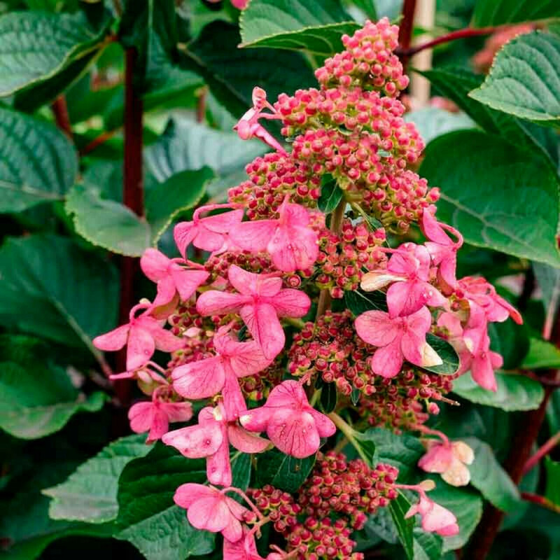 Гортензия метельчатая Инфинити (Hydrangea paniculata 'Infinity')