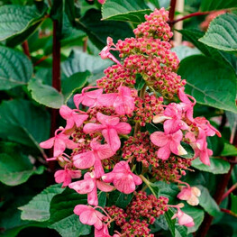 Гортензия метельчатая Инфинити (Hydrangea paniculata 'Infinity')