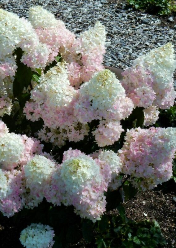Гортензия метельчатая Мэджикал Андес (Hydrangea paniculata 'Magical Andes')