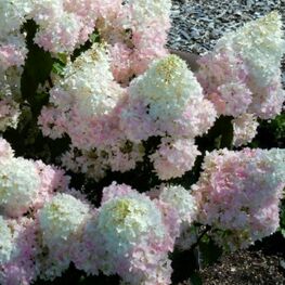 Гортензия метельчатая Мэджикал Андес (Hydrangea paniculata 'Magical Andes')