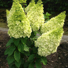 Гортензия метельчатая "Magical Kilimanjaro"