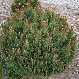 Сосна горная Литомышл (Pinus mugo 'Litomysl')