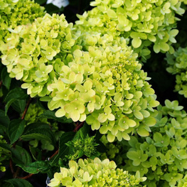 Гортензия метельчатая Мэджикал Лайм Спаркл (Hydrangea paniculata 'Magical Lime Sparkle')