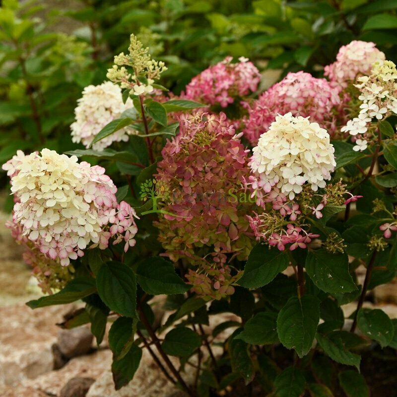 Гортензия метельчатая Пандалус (Hydrangea paniculata 'Pandalus')