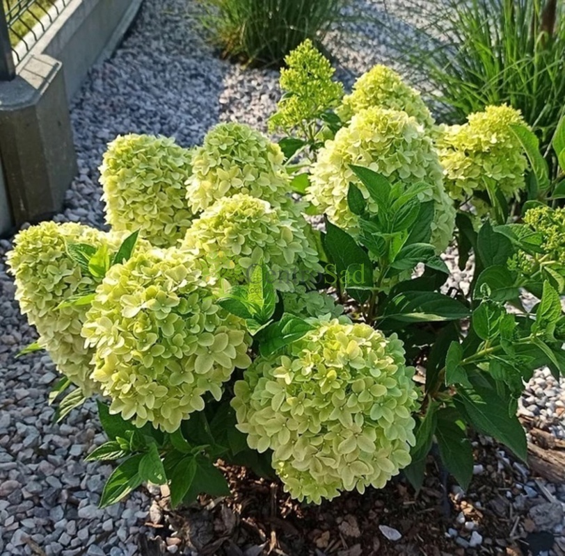 Гортензия метельчатая Пандора (Hydrangea paniculata 'Pandora')
