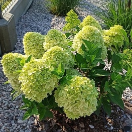Гортензия метельчатая Пандора (Hydrangea paniculata 'Pandora')