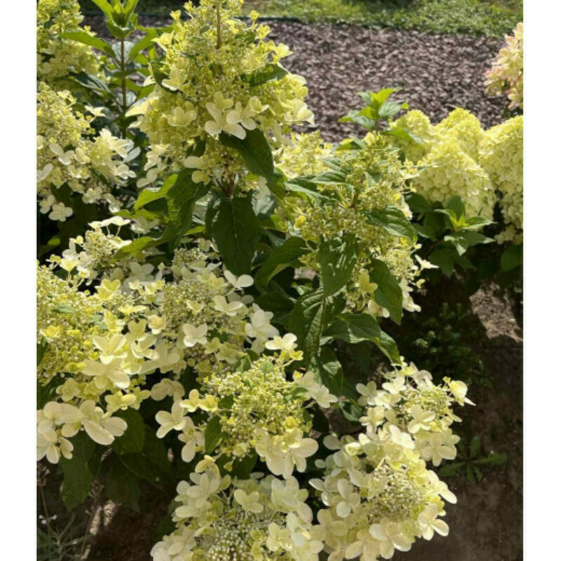 Гортензия метельчатая Панрия (Hydrangea paniculata 'Pandria')
