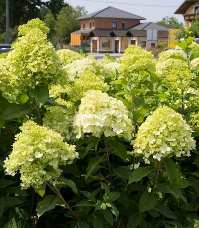 Гортензия метельчатая Панзола (Hydrangea paniculata 'Panzola')